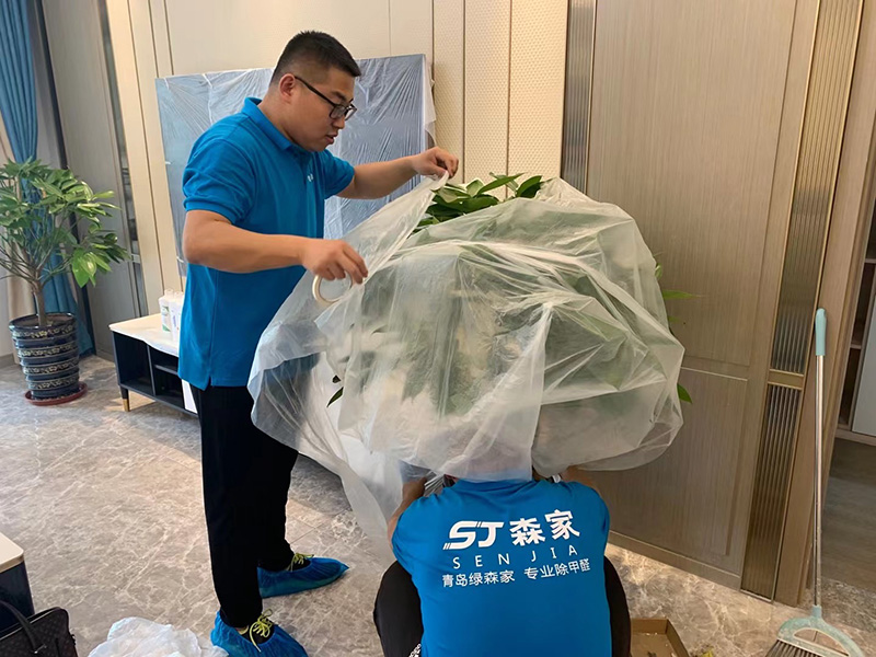 青岛绿森家